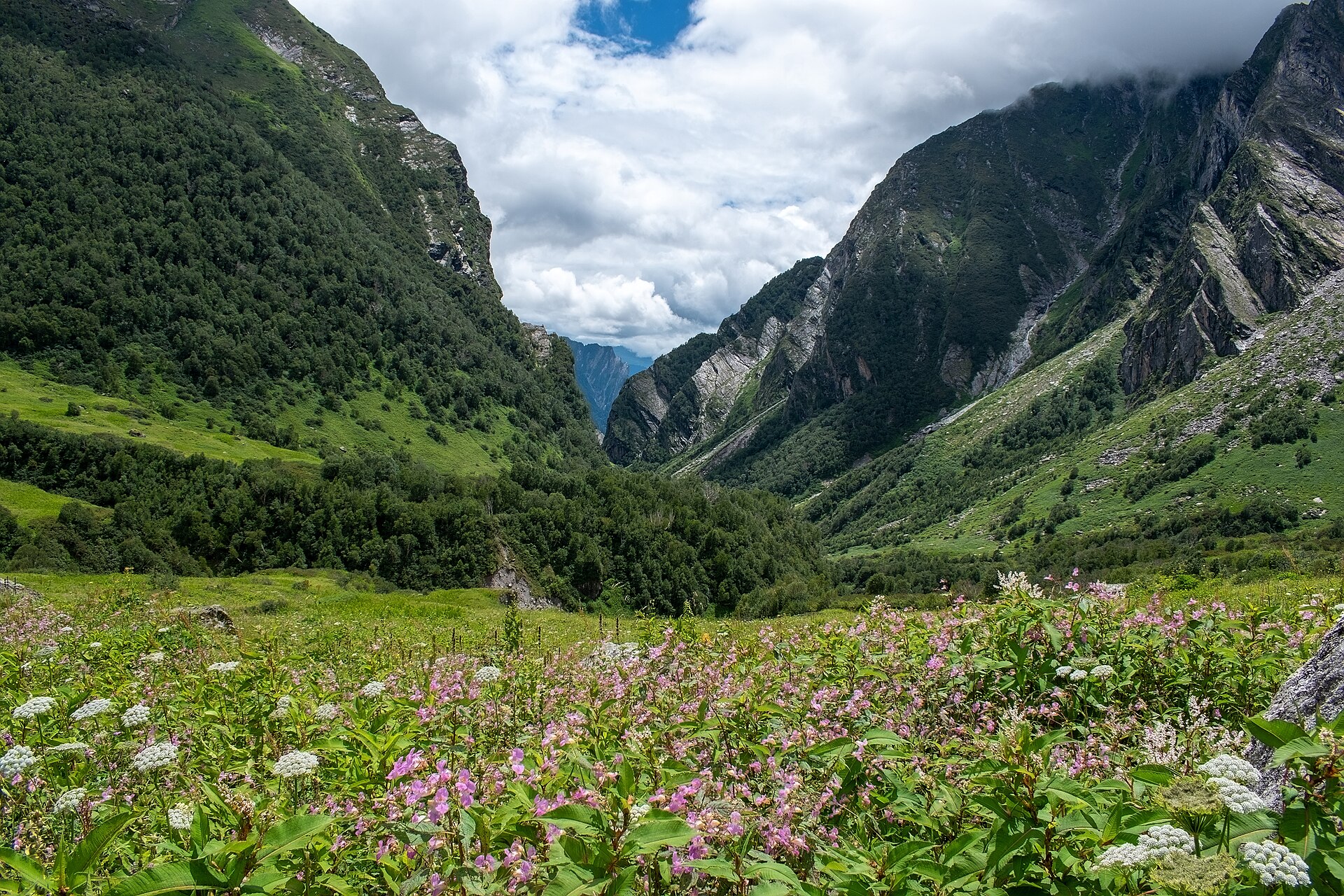 Valley of Flowers National Park in full bloom, Uttarakhand